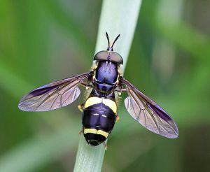 Chrysotoxum bicinctum.RimvydoKindurio.110618.jpg