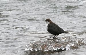 Cinclus cinclus.Rimvydo.090118.jpg