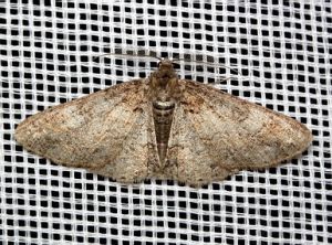 Cleora cinctaria.MKE.2011-05-21.jpg