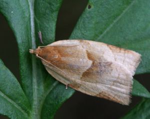 Clepsis rurinana.R.Kindurio.140703-65.jpg