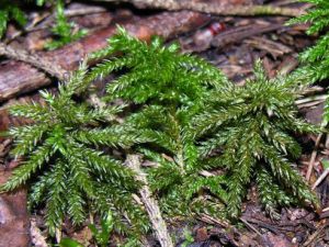 Climacium dendroides.MKE.JPG