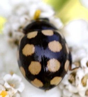 Coccinula quatuordecimpustulata.Rimvydo.090808-27.jpg