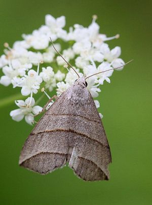 Colobochyla salicalis.RimvydoKindurio.110624.jpg
