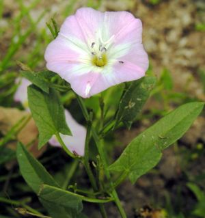 Convolvulus arvensis.MKE.2006-07-01.JPG