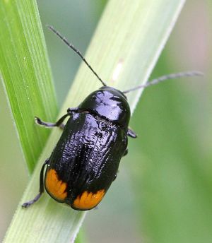 Cryptocephalus biguttatus.RimvydoKindurio..jpg