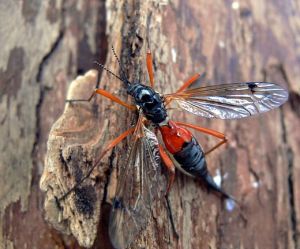 Ctenophora dorsalis.Deivio.jpg