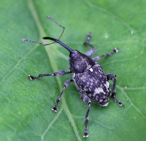 Curculio villosus.RimvydoKindurio.100612.jpg