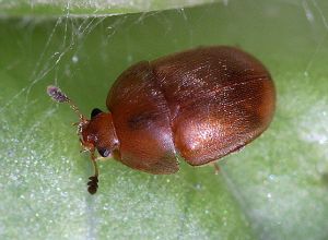 Cychramus luteus. Rimvydo.100703-21.jpg