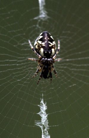 Cyclosa conica.RimvydoKindurio.090802.jpg