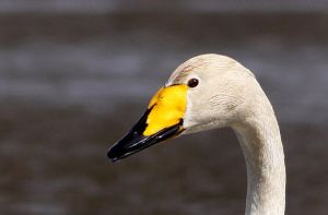 Cygnus cygnus.Rimvydo.100428.jpg
