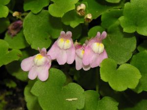 Cymbalaria muralis.MKE.2006-06-21.JPG