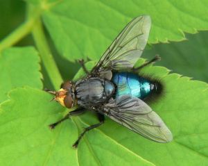 Cynomya mortuorum.MKE.jpg