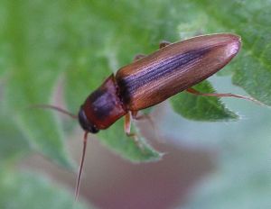 Dalopius marginatus.Rimvydo.jpg