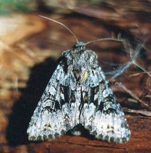 Dantytasparnis peledgalvis.Kli.jpg