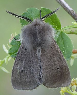 Diaphora mendica.2011-05-21.jpg