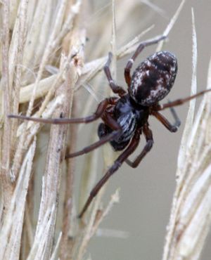 Dictyna arundinacea.RimvydoKindurio.jpg