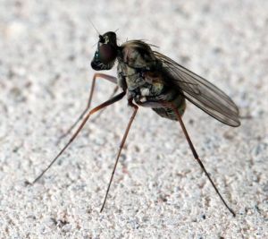 Dolichopodidae.mke.2010-08-07.jpg