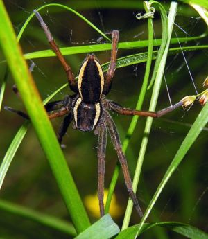 Dolomedes fimbriatus.MKE.JPG