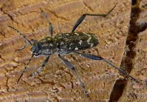 Drebulinis kelmagrauzis.jpg