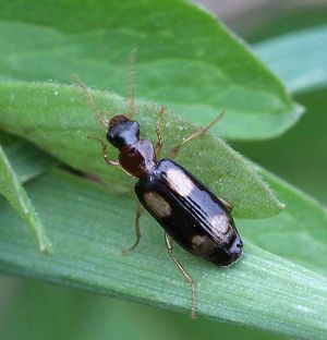 Dromus quadrimaculatus.Rimvydo.100430-16-.jpg