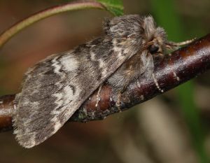 Drymonia ruficornis.2011-05-21.jpg