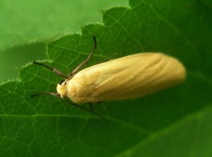 Eilema sororcula.jpg