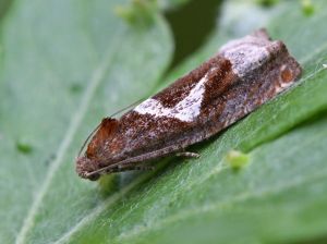 Epiblema foenella.R.Kindurio.140718-36.jpg