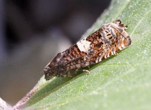 Epiblema sticticana.R.Kindurio.120527-29-copy.jpg