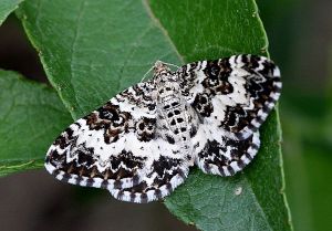 Epirrhoe rivata.RimvydoKindurio.110611.jpg