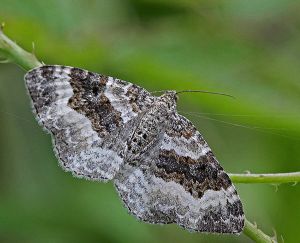 Epirrhoe rivata.RimvydoKindurio120804-18.jpg