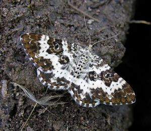 Epirrhoe tristata.2008-05-31.jpg