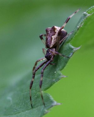 Episinus angulatus.Rimvydo.110528-30.jpg