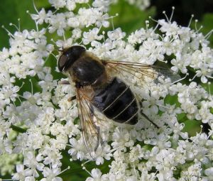 Eristalis interrupta.MKE.2008-06-15.jpg