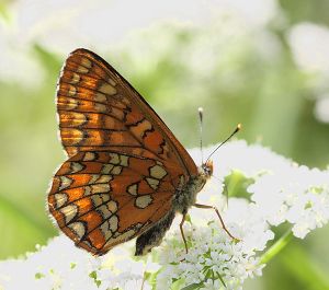 Euphydryas maturna.RimvydoKindurio.100703.jpg