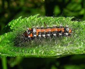 Euproctis similis.MKE.2008-05-25.jpg
