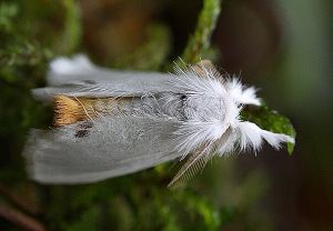 Euproctis similis.RimvydasKinduris1.110715.jpg