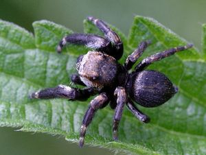 Evarcha arcuata.Rimvydo.jpg