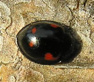Exochomus quadripustulatus.MKE.2010-04-04.jpg