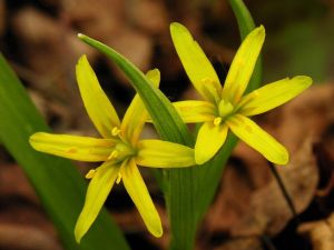 Gagea lutea.MKE.2007-03-24.jpg