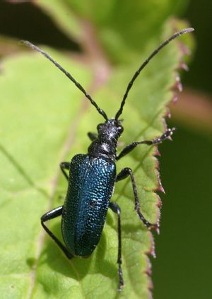 Gaurotes virginea.Rimvydo.090621.jpg