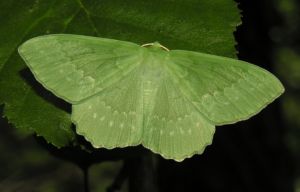 Geometria2006-07-11.JPG