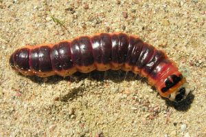 Gluosninis medgrezis.MKE.2011-07-17.jpg