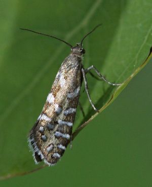 Glyphipterix bergstraesserella.R.Kindurio.120603-48-copy (1).jpg