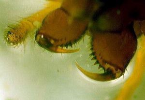Gongyl. rufipes cheliceros.MKE.jpg