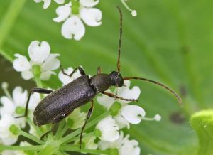 Grammoptera ruficornis.R.Kindurio.140703-48.jpg
