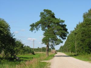 Gudai.vieskelis i Gyvolius.MKE.2010-08-10.jpg