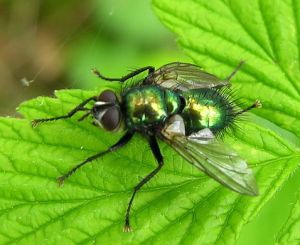 Gymnocheta viridis.MKE.2010-05-15.jpg