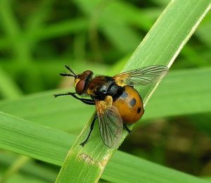 Gymnosoma sp.2008-06-19.MKE.jpg