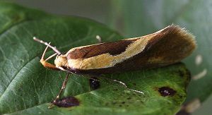 Harpella forticella.RimvydoKindurio.110715.jpg
