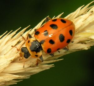 Hippodamia tredecimpunctata 2006-07-12.JPG